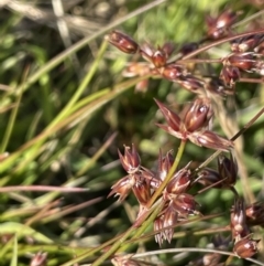 Juncus homalocaulis (A Rush) at Lake George, NSW - 17 Dec 2022 by JaneR