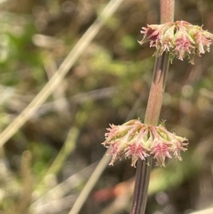 Rumex brownii at Lake George, NSW - 17 Dec 2022