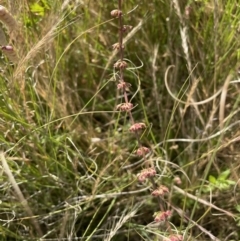 Rumex brownii at Lake George, NSW - 17 Dec 2022