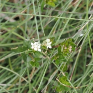 Asperula pusilla at Jacobs River, NSW - 13 Dec 2022 12:04 PM