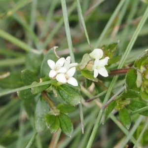 Asperula pusilla at Jacobs River, NSW - 13 Dec 2022 12:04 PM