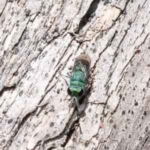 Primeuchroeus sp. (genus) at Macgregor, ACT - 17 Dec 2022