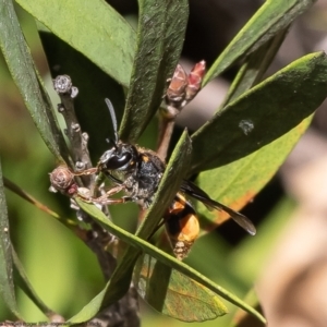 Paralastor sp. (genus) at Macgregor, ACT - 17 Dec 2022