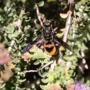 Paralastor sp. (genus) at Macgregor, ACT - 17 Dec 2022