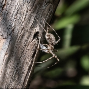 Tamopsis sp. (genus) at Macgregor, ACT - 17 Dec 2022