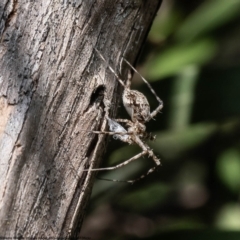 Tamopsis sp. (genus) (Two-tailed spider) at Macgregor, ACT - 17 Dec 2022 by Roger