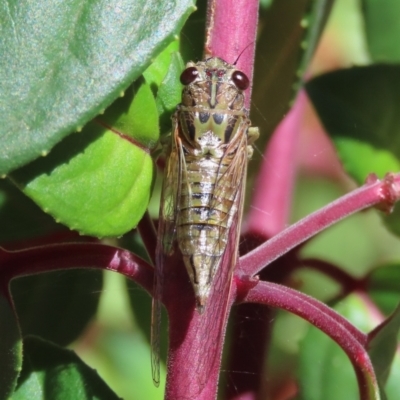 Yoyetta celis (Silver Princess Cicada) at Theodore, ACT - 18 Dec 2022 by owenh