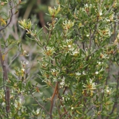 Grevillea australis (Alpine Grevillea) at Kosciuszko National Park - 13 Dec 2022 by RAllen