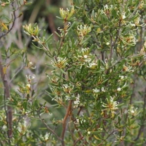 Grevillea australis at Thredbo, NSW - 13 Dec 2022 11:58 AM