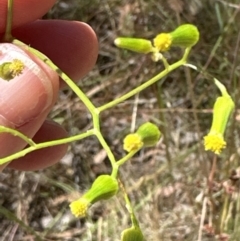 Senecio quadridentatus (Cotton Fireweed) at Aranda Bushland - 18 Dec 2022 by lbradley