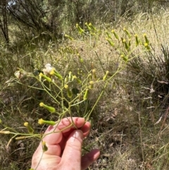 Senecio quadridentatus at Aranda, ACT - 18 Dec 2022 12:15 PM