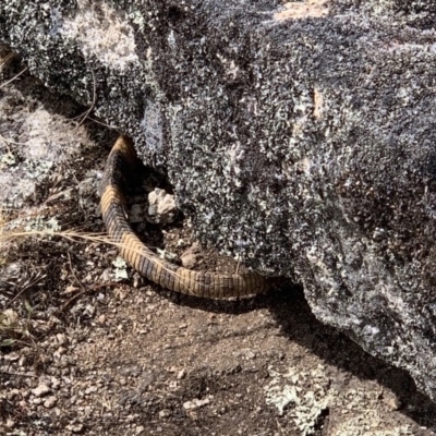 Varanus rosenbergi (Heath or Rosenberg's Monitor) at Rendezvous Creek, ACT - 16 Dec 2022 by MartinC
