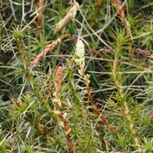 Dracophyllum continentis at Kosciuszko National Park, NSW - 13 Dec 2022