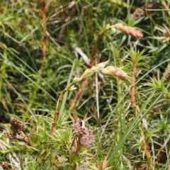 Dracophyllum continentis at Kosciuszko National Park, NSW - 13 Dec 2022