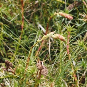 Dracophyllum continentis at Kosciuszko National Park, NSW - 13 Dec 2022