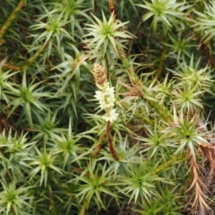 Dracophyllum continentis at Kosciuszko National Park, NSW - 13 Dec 2022