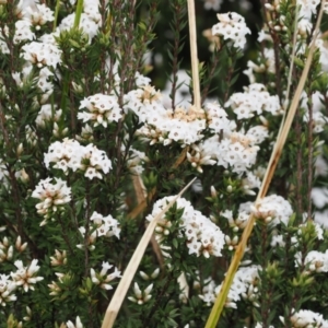 Epacris paludosa at Kosciuszko National Park, NSW - 13 Dec 2022