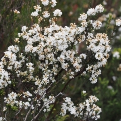 Epacris paludosa at Kosciuszko National Park, NSW - 13 Dec 2022