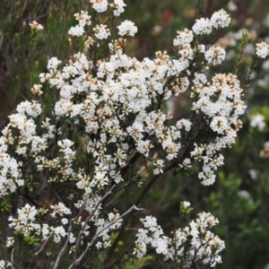 Epacris paludosa at Kosciuszko National Park, NSW - 13 Dec 2022