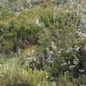 Epacris paludosa at Kosciuszko National Park, NSW - 13 Dec 2022