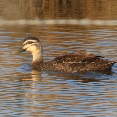 Anas superciliosa (Pacific Black Duck) at Wodonga - 17 Dec 2022 by KylieWaldon