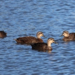 Anas superciliosa at Wodonga, VIC - 18 Dec 2022