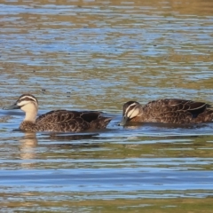 Anas superciliosa at Wodonga, VIC - 18 Dec 2022