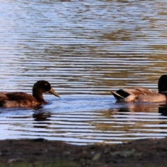 Anas platyrhynchos (Mallard (Domestic Type)) at Wodonga - 17 Dec 2022 by KylieWaldon