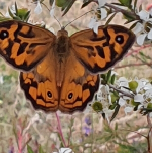 Heteronympha merope at Gundaroo, NSW - 18 Dec 2022