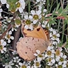 Heteronympha merope at Gundaroo, NSW - 18 Dec 2022