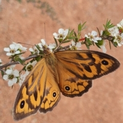 Heteronympha merope at Gundaroo, NSW - 18 Dec 2022 11:37 AM