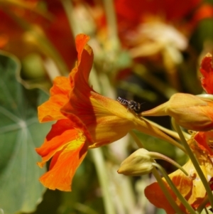 Megachile (Eutricharaea) maculariformis at Holt, ACT - suppressed