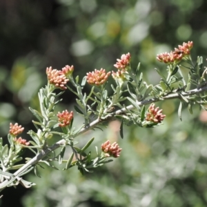 Ozothamnus secundiflorus at Thredbo, NSW - 13 Dec 2022