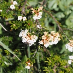 Epacris paludosa (Alpine Heath) at Kosciuszko National Park, NSW - 13 Dec 2022 by RAllen