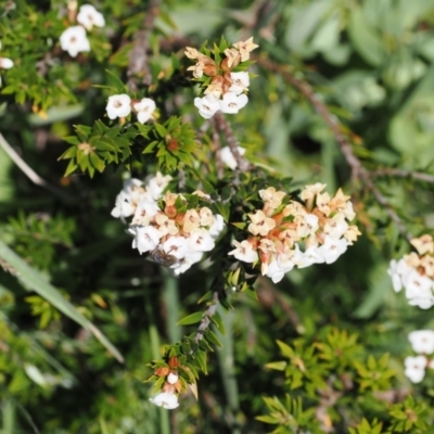 Epacris paludosa (Alpine Heath) at Kosciuszko National Park, NSW - 13 Dec 2022 by RAllen