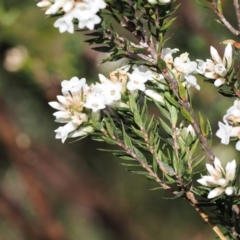 Epacris paludosa at Kosciuszko National Park, NSW - 13 Dec 2022