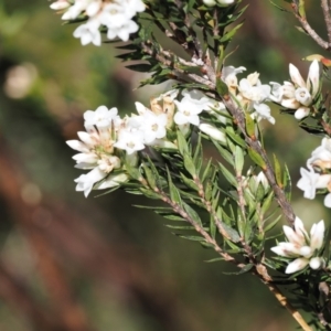 Epacris paludosa at Kosciuszko National Park, NSW - 13 Dec 2022