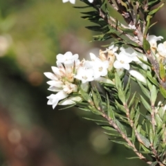 Epacris paludosa at Kosciuszko National Park, NSW - 13 Dec 2022