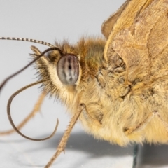 Heteronympha merope (Common Brown Butterfly) at Jerrabomberra, NSW - 18 Dec 2022 by MarkT