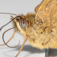 Heteronympha merope (Common Brown Butterfly) at QPRC LGA - 17 Dec 2022 by MarkT