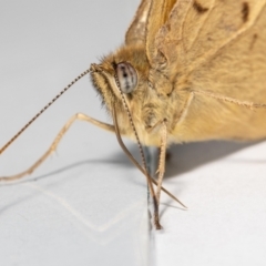 Heteronympha merope at Jerrabomberra, NSW - 18 Dec 2022