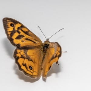 Heteronympha merope at Jerrabomberra, NSW - suppressed