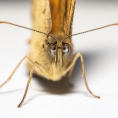 Heteronympha merope at Jerrabomberra, NSW - 18 Dec 2022