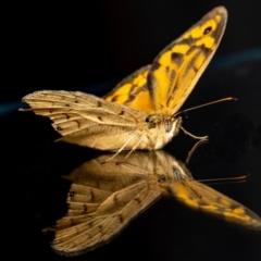 Heteronympha merope at Jerrabomberra, NSW - suppressed