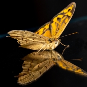 Heteronympha merope at Jerrabomberra, NSW - suppressed