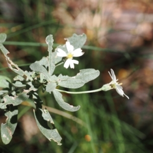 Olearia phlogopappa subsp. flavescens at Kosciuszko National Park, NSW - 13 Dec 2022