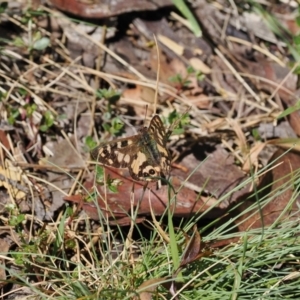 Argynnina cyrila at Kosciuszko National Park, NSW - 13 Dec 2022