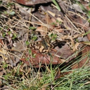 Argynnina cyrila at Kosciuszko National Park, NSW - 13 Dec 2022 10:33 AM