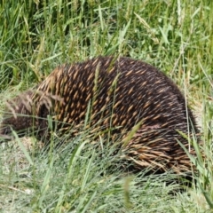 Tachyglossus aculeatus (Short-beaked Echidna) at Kosciuszko National Park, NSW - 13 Dec 2022 by RAllen