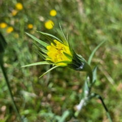 Tragopogon dubius (Goatsbeard) at Mount Majura - 18 Dec 2022 by abread111